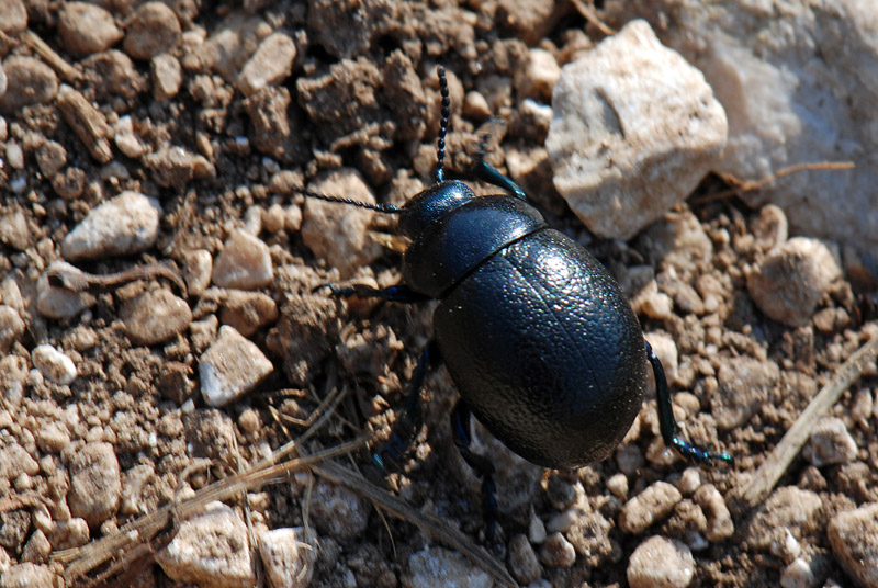 Timarcha pratensis, Chrysomelidae